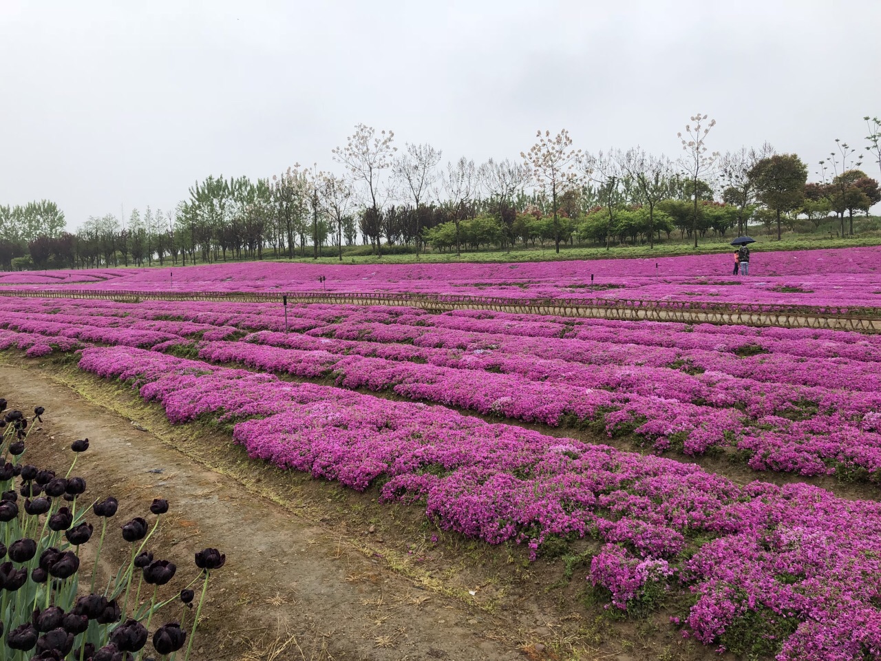 绍兴杭州湾海上花田好玩吗,绍兴杭州湾海上花田景点样