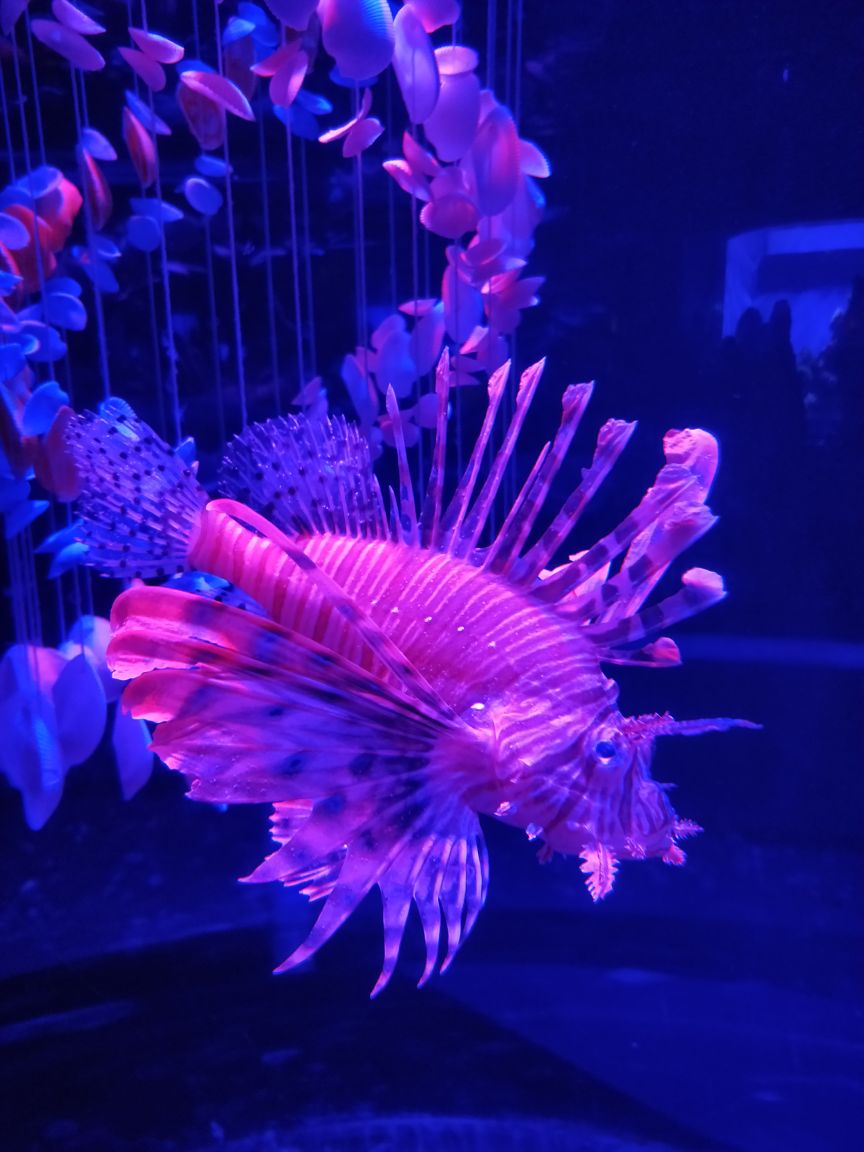 北京海洋馆算是内陆最大的海洋馆了,孩子一心想要看海豚,所以带她来了这里
北京海洋馆在动物园里边,如果是网购票要去动物园北门进场,联票165元大家可以提前购买
海洋馆第一看点:海洋馆最重要的是看表演,因为我是周五去的,所以只记住了表演时间下午两场,两点一场、四点一场,网上写的三点事不准确的
工作日我们提前半个小时进场就占在了第一排第二排的黄金位置
海洋馆第二看点:水母馆,两层很大
第三大看点:两条巨大的海豚
基本上看完这些就差不多了,看完以后还可以