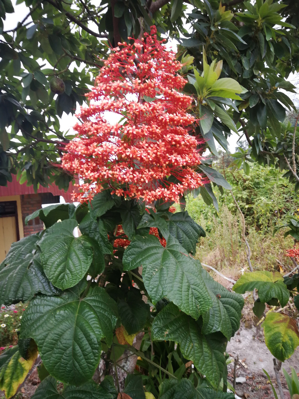 沙摩西岛上的悠闲(印尼的苏门答腊)