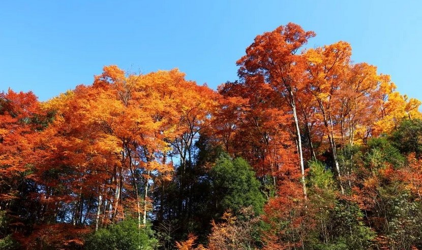 光雾山旅游景点攻略图