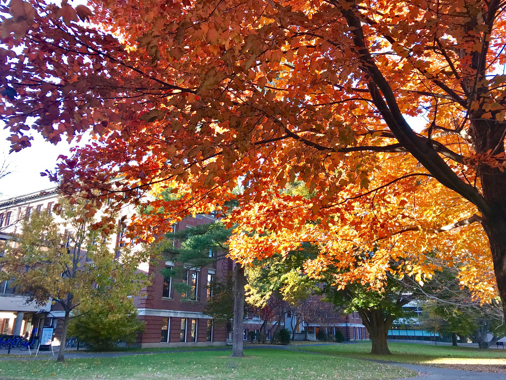 美国藤校校园风光欣赏:深秋的哈佛大学,秋色如画