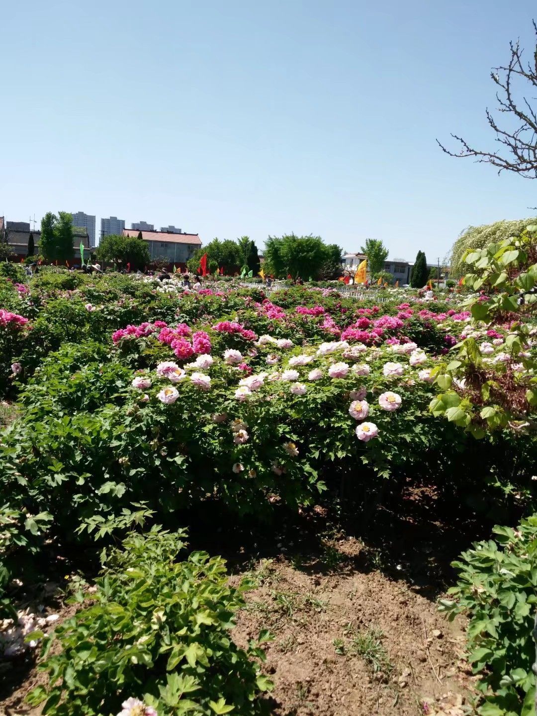 菏泽曹州百花园好玩吗,菏泽曹州百花园景点怎么样