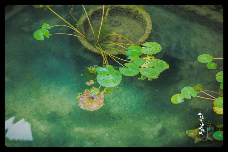 我愿以一日时光,踏遍水街,随飘叶访遍此城,换此心安宁,那水中的浮萍