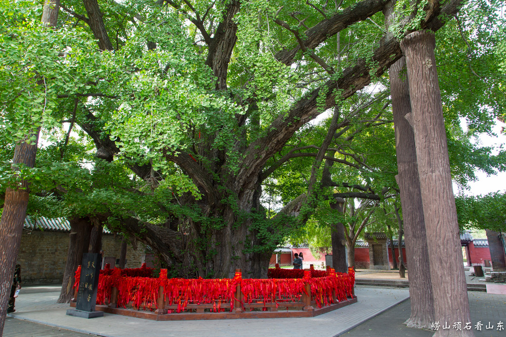 图220 浮来山风景区-天下第一银杏树