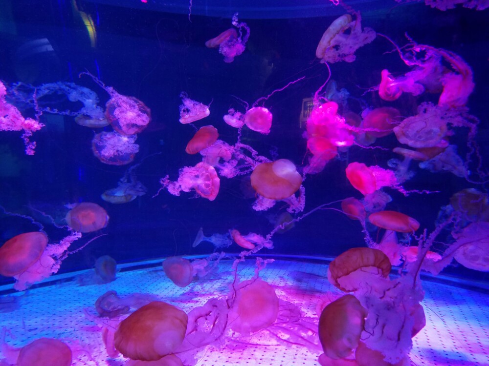 成都海昌极地海洋公园