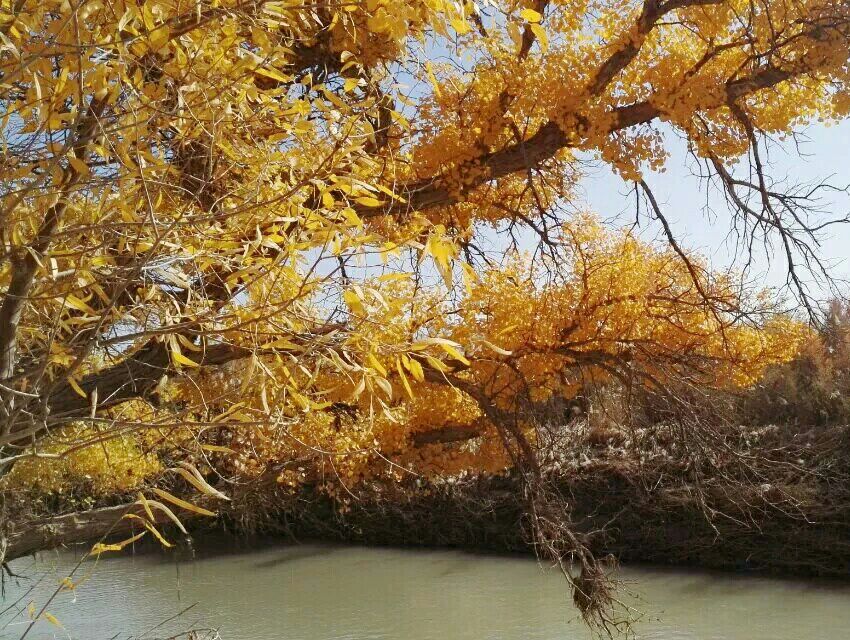 乌海胡杨岛攻略,乌海胡杨岛门票/游玩攻略/地址/图片