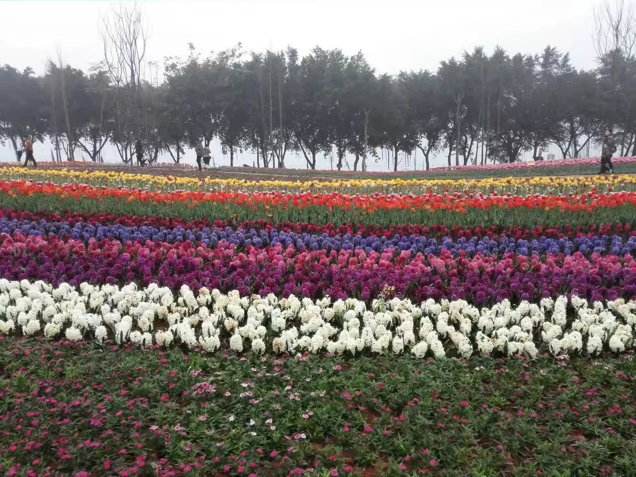 自贡花语人间好玩吗,自贡花语人间景点怎么样_点评_评价【携程攻略】