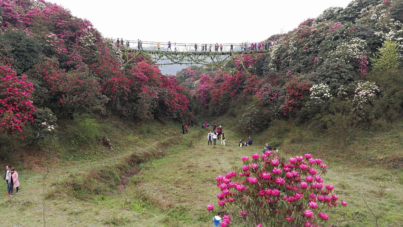 百里杜鹃风景区