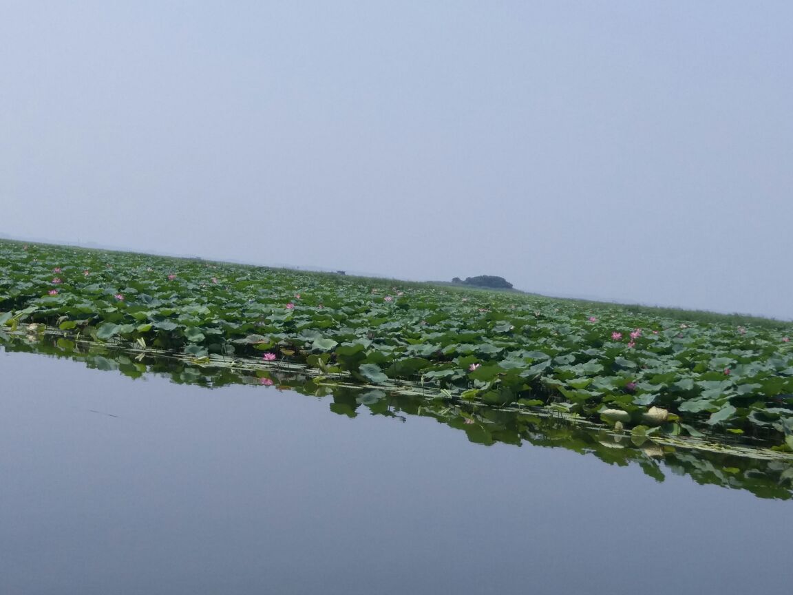 红荷风景区好玩吗,滕州微山湖湿地红荷风景区景点怎么样_点评_评价