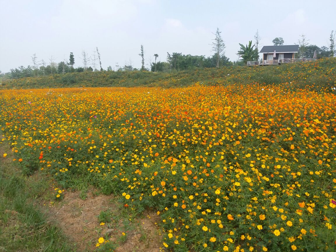 蔚然花海