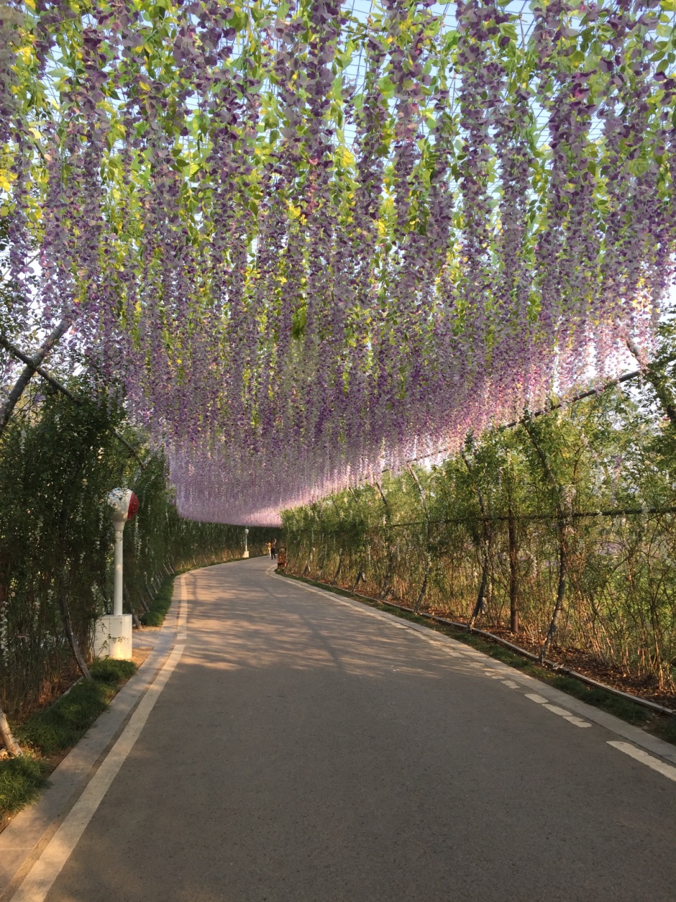 【携程攻略】苏州大阳山植物园景区景点,地方很大,.的