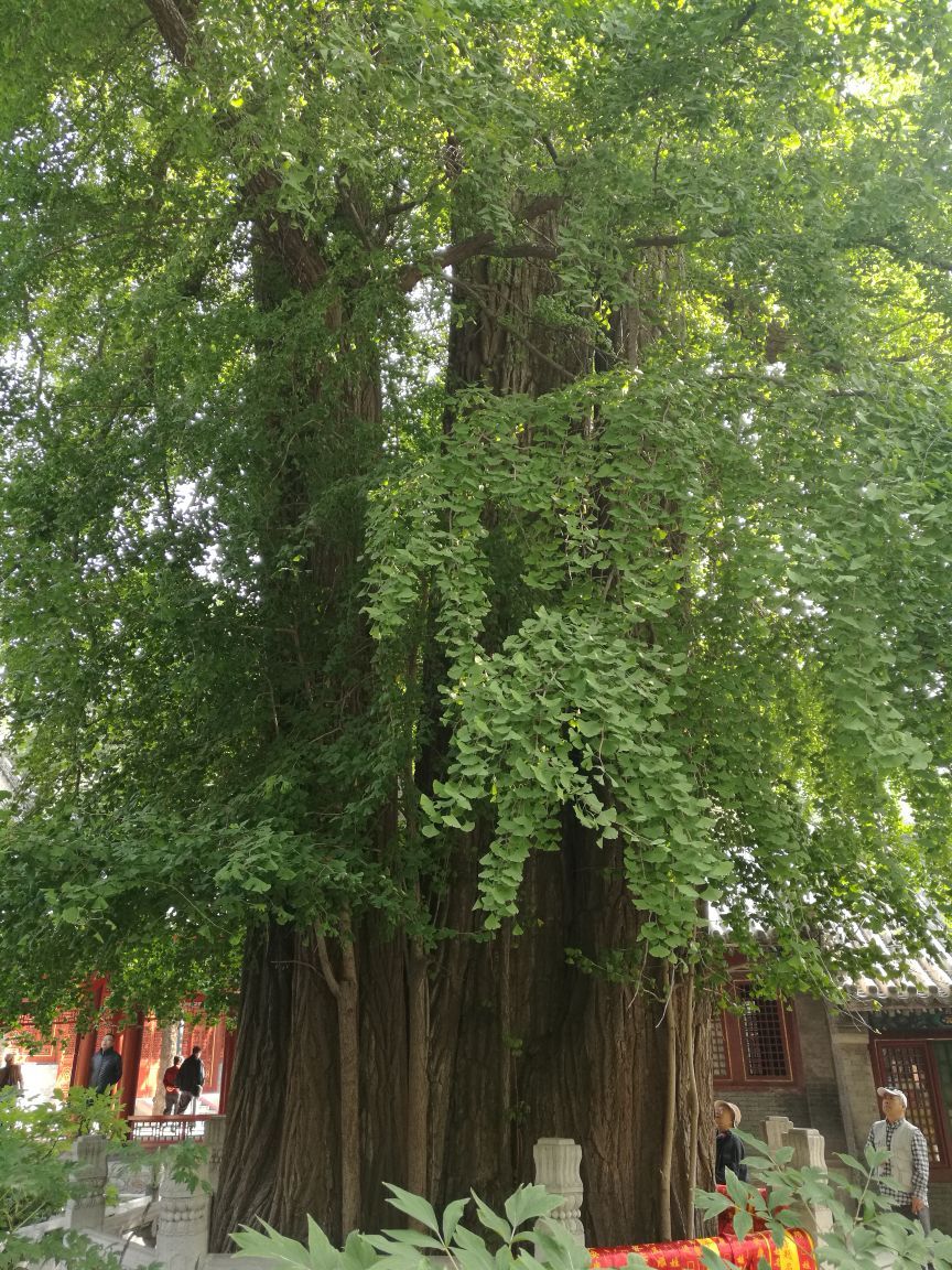 潭柘寺有一组树龄超千年的银杏树,因树形巨大,年代古老,被人称为帝王