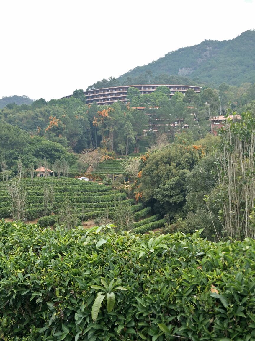 雁南飞茶田景区