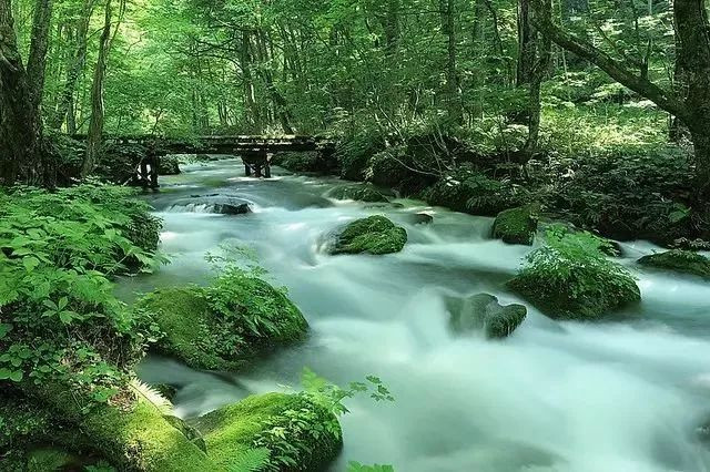 溪谷两旁是扁柏,山毛榉,枫树长得郁郁葱葱的原始森林,加上凉爽的气候