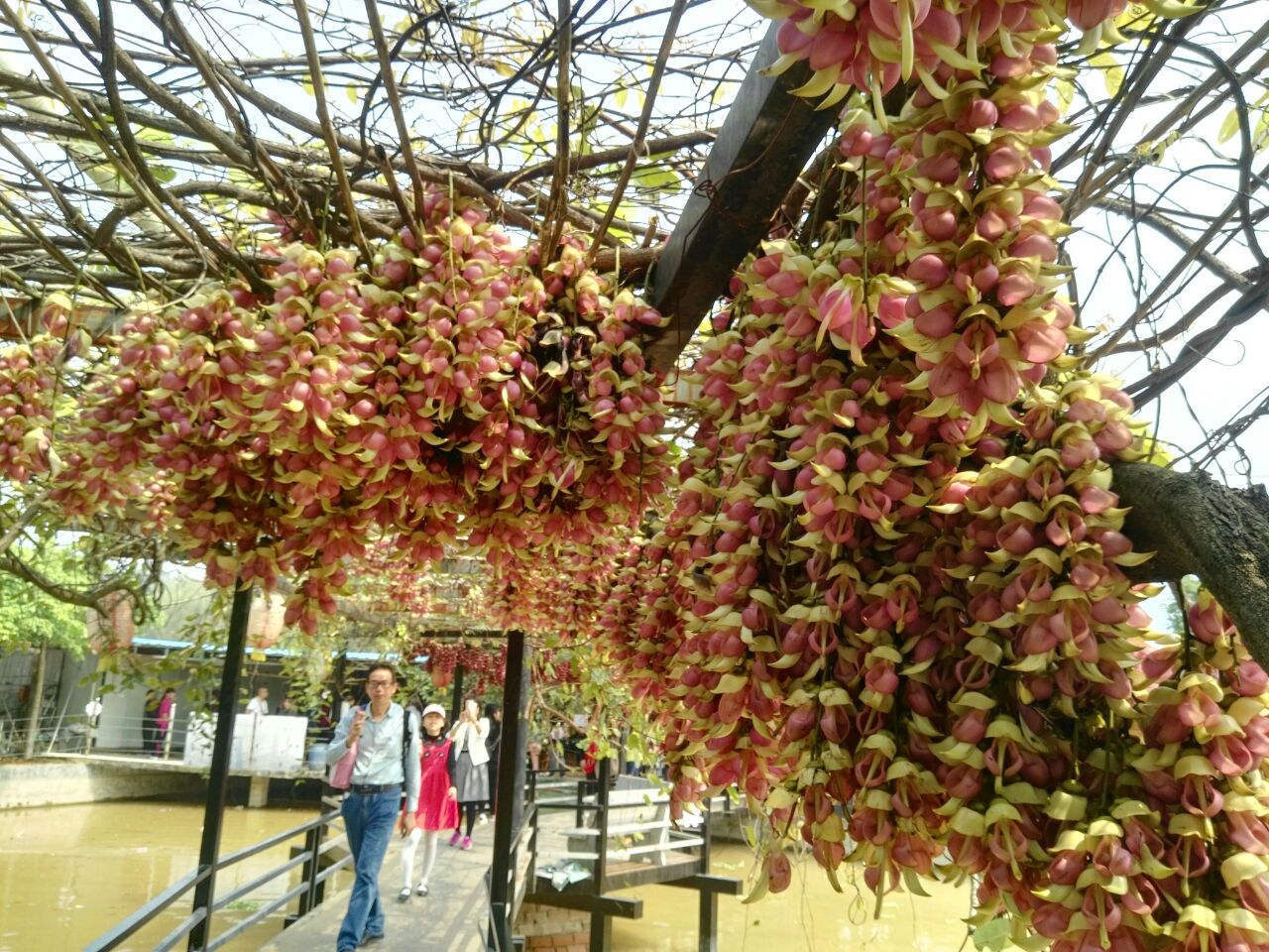 清远市(市花)禾雀花基地