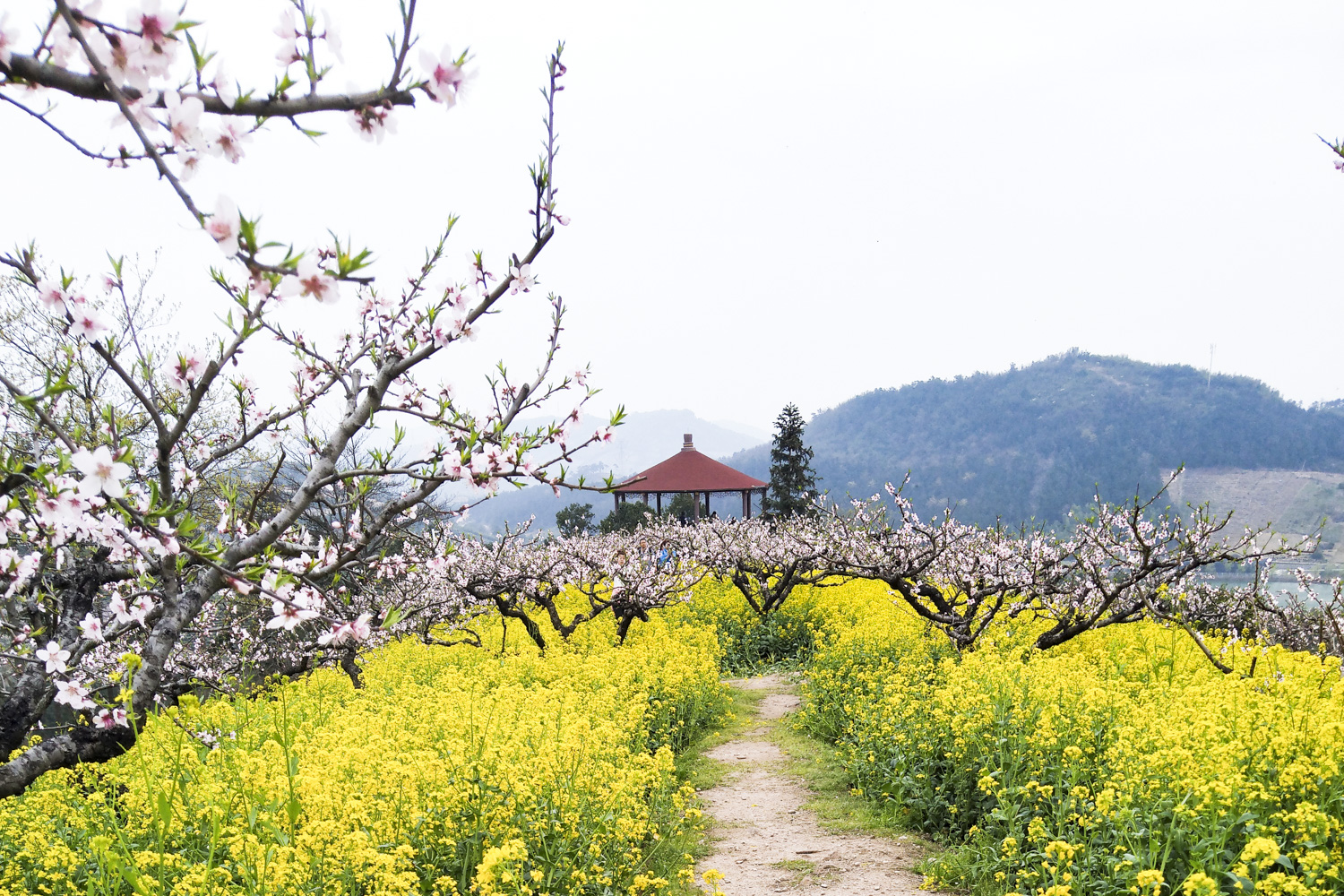 三生三世十里桃花,城山沟中走古镇赏桃花;看油菜花何必去婺源,这里的