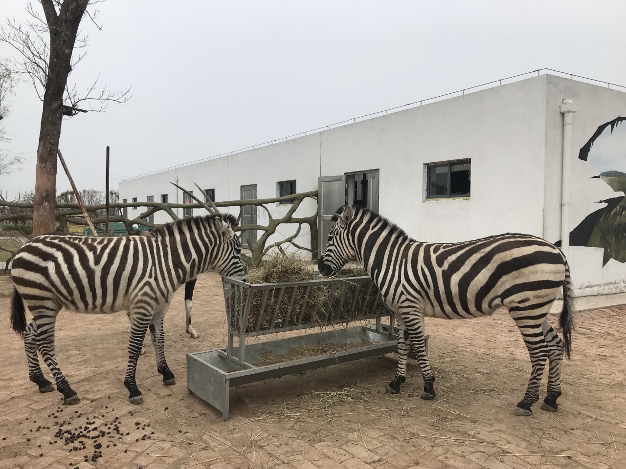 宿州野生动物园