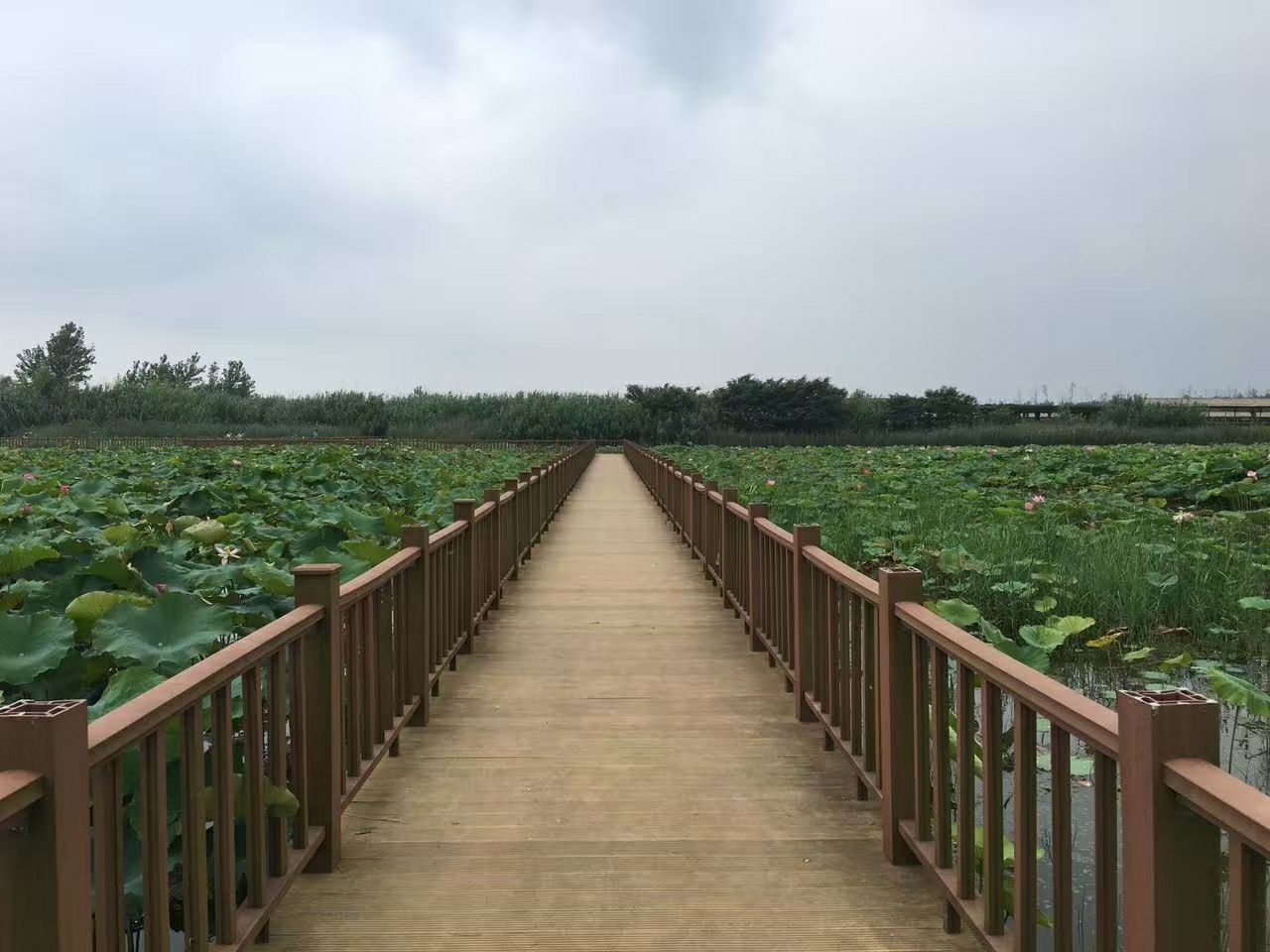 泗洪洪泽湖湿地旅游景点攻略图