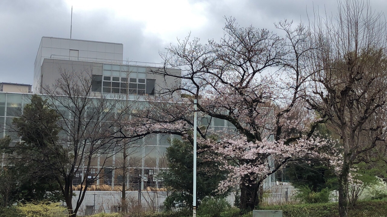 早稻田大学