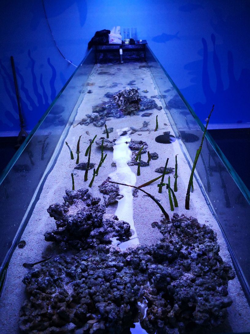 有去海洋馆,偶然在朋友圈看到中华城边上新开了一家珊瑚礁海洋生态馆