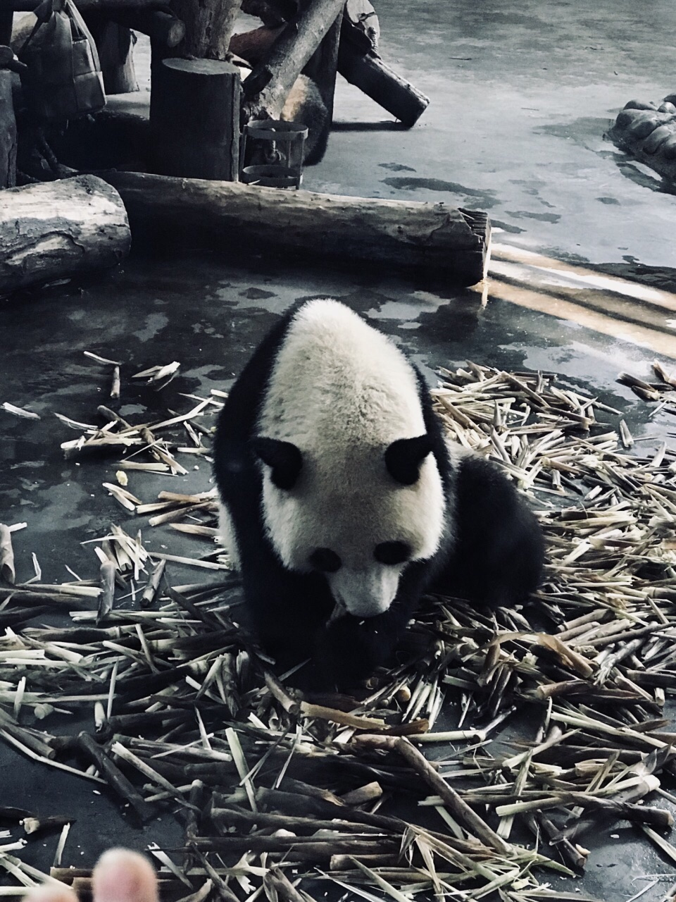 成都大熊猫生态园旅游博物馆