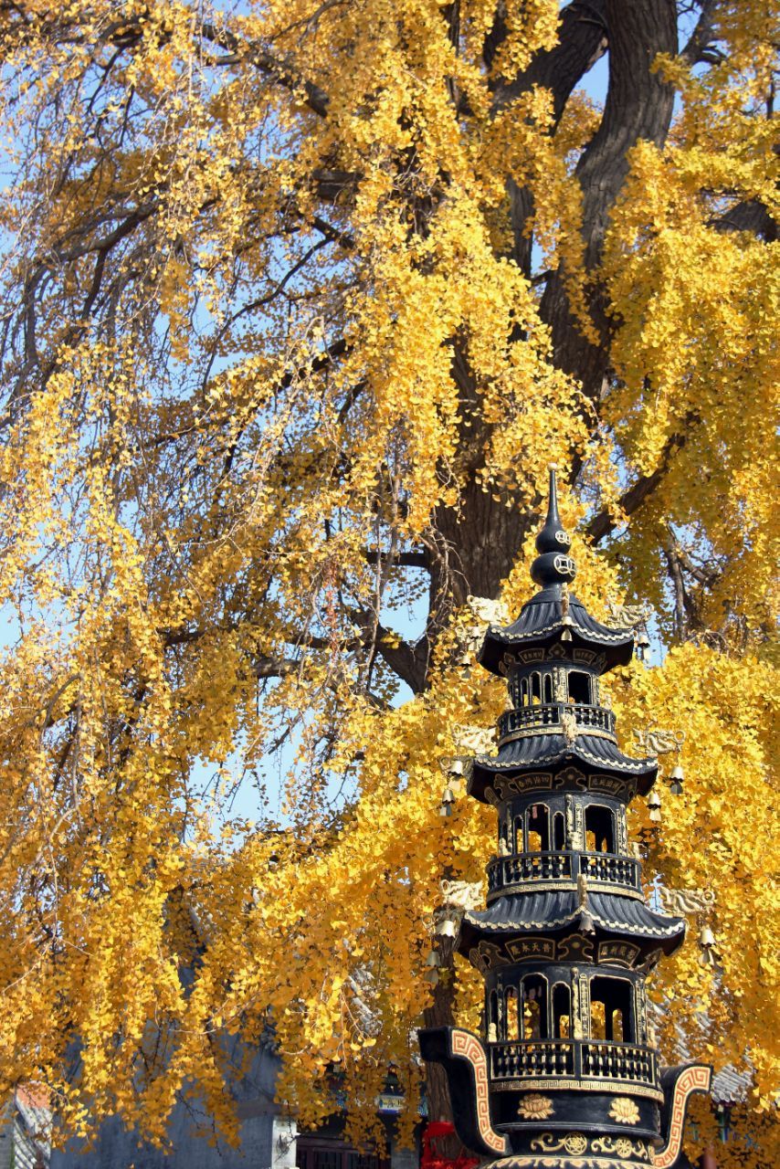 青岛法海寺好玩吗,青岛法海寺景点怎么样_点评_评价