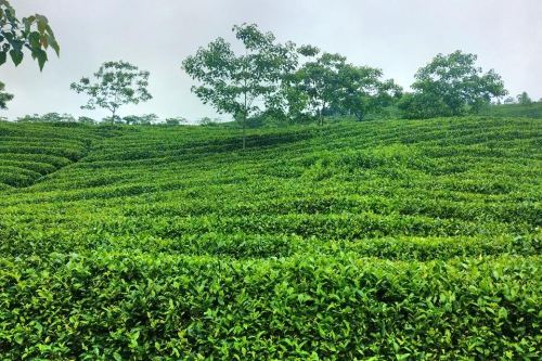 凤冈茶海之心景区攻略-茶海之心景区门票价格多少钱