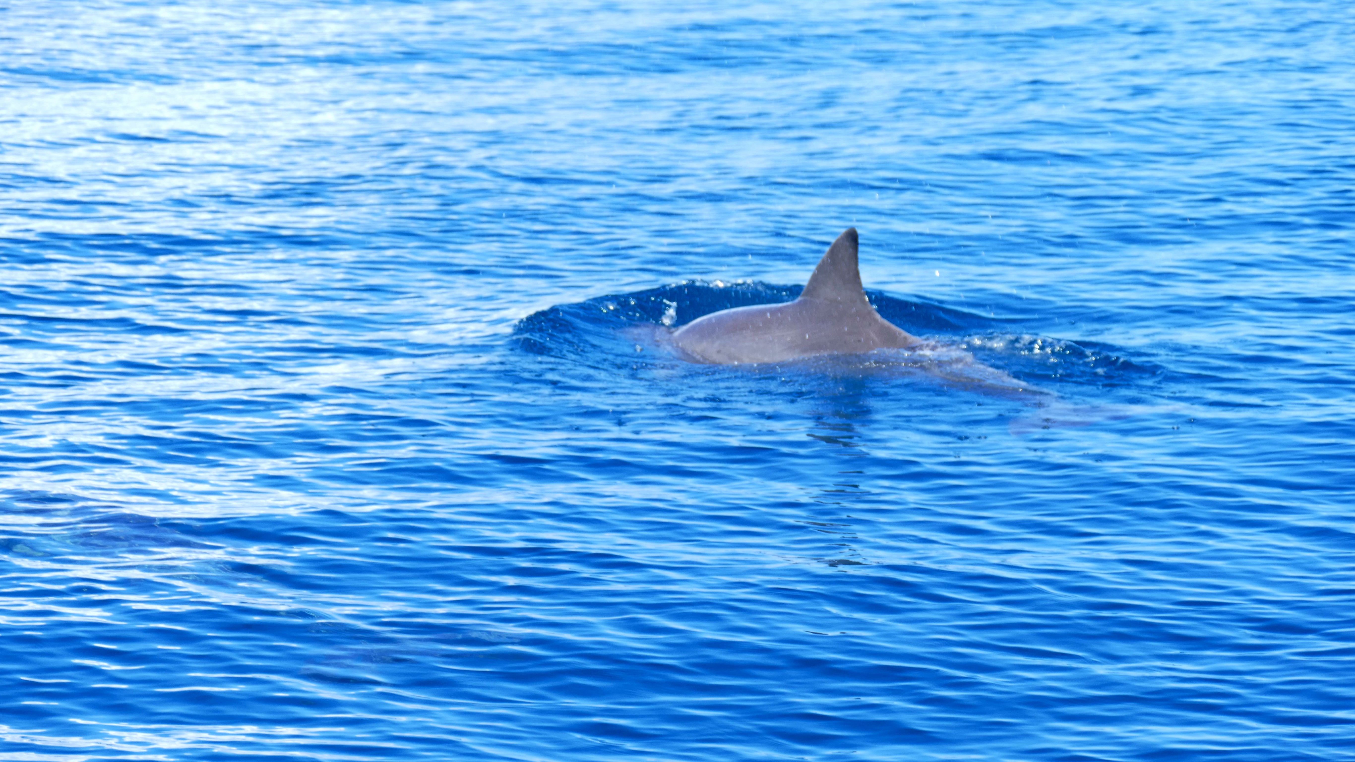 海豚湾