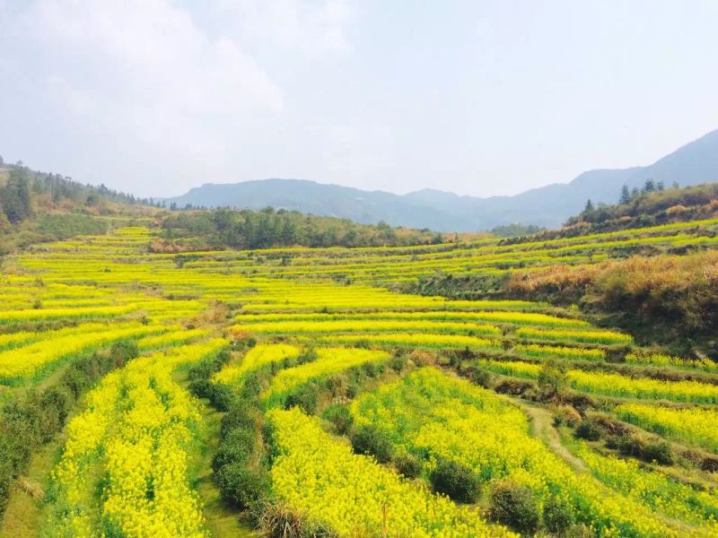 【携程攻略】婺源江岭景区适合朋友出游旅游吗,江岭