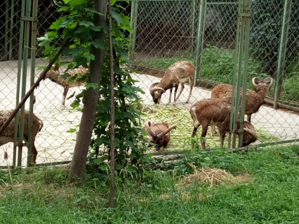 合肥野生动物园旅游景点攻略图