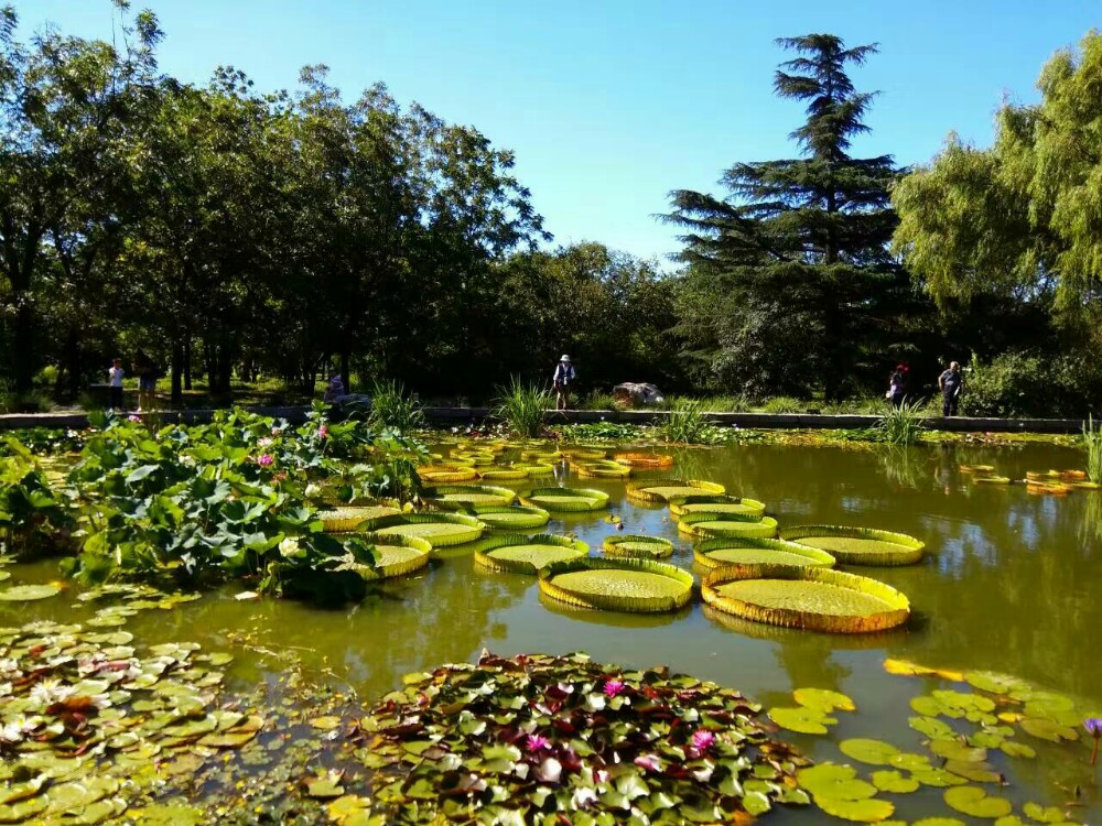 中国科学院植物研究所北京植物园