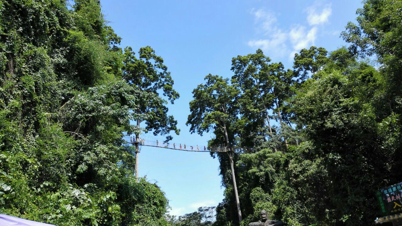 热带雨林望天树景区