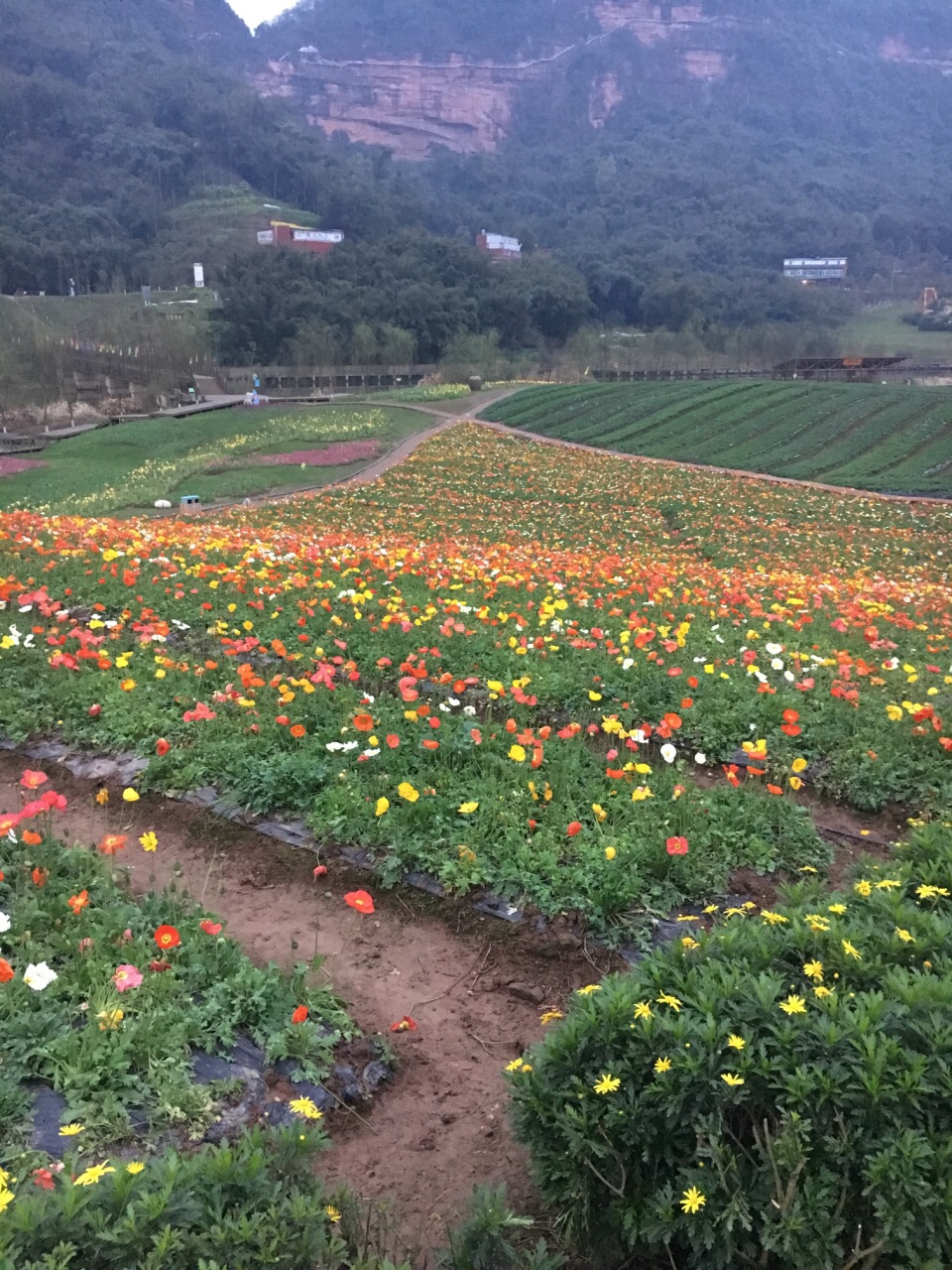 清溪谷旅游区花田酒地景区