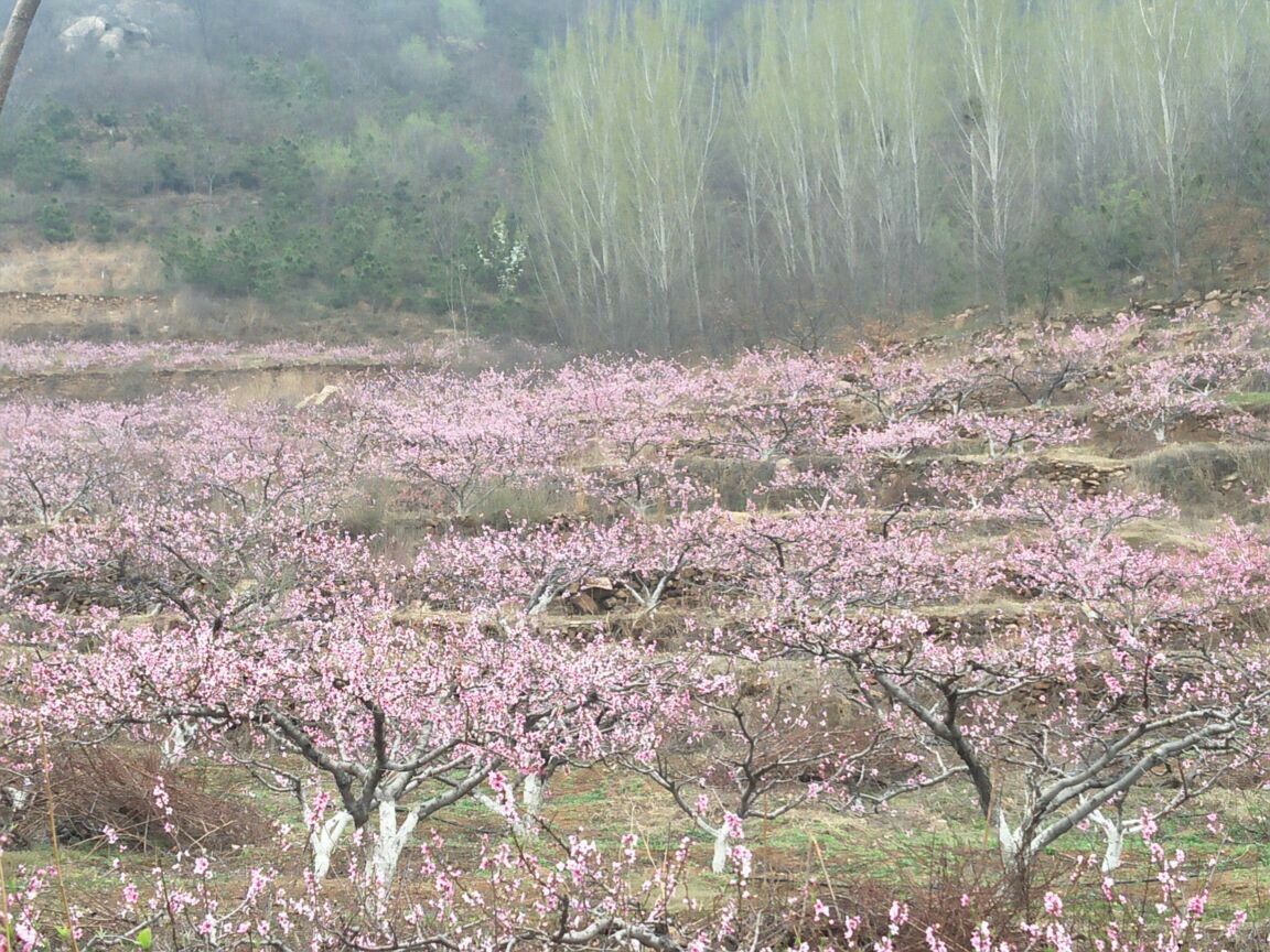 【携程攻略】泗水万紫千红生态养生旅游度假区景点,的