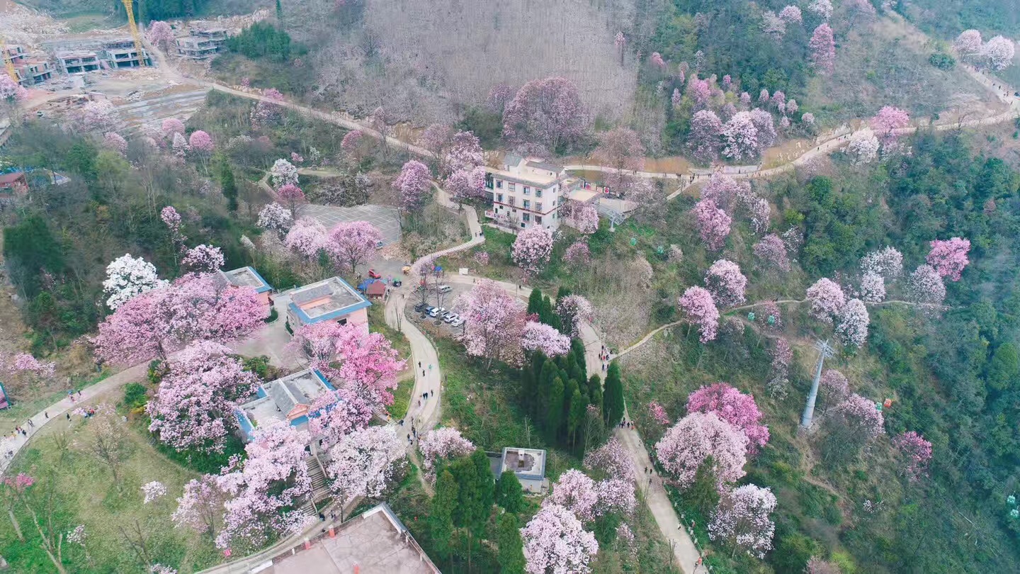 绵阳北川药王谷:途径一场花开,惊艳整个春天