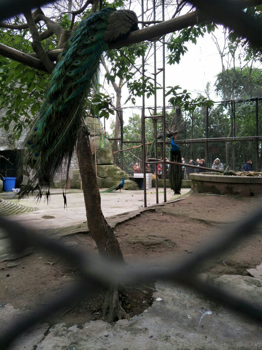 重庆动物园旅游景点攻略图
