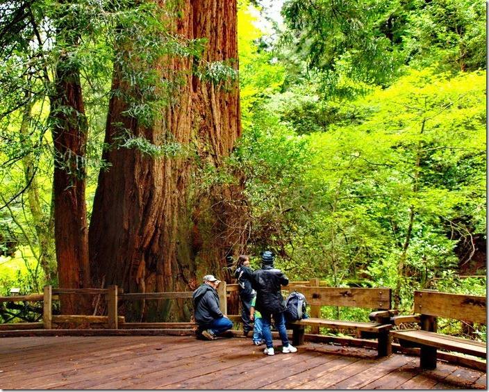 红木森林公园the redwoods whakarewarewa forest