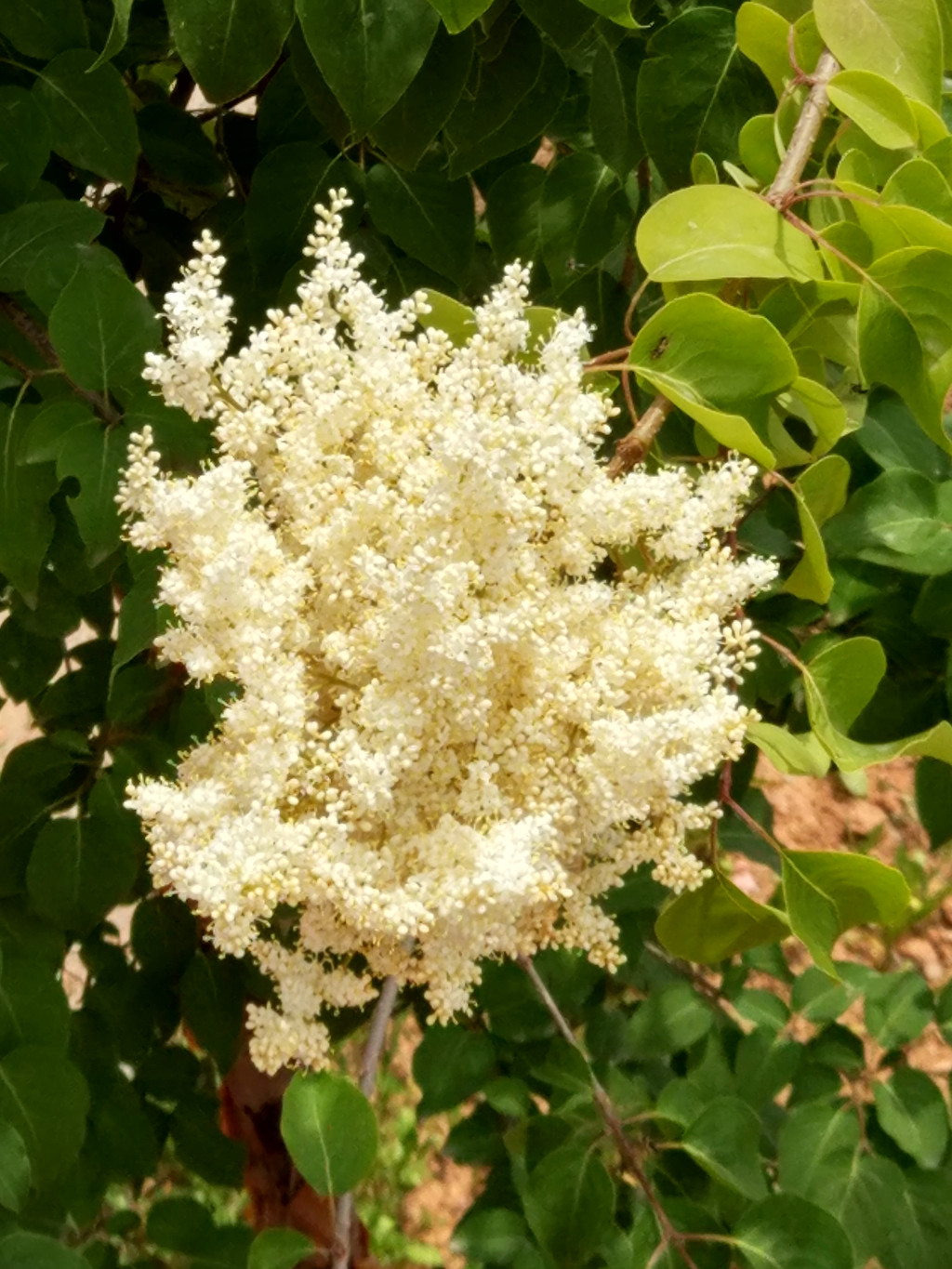 寺院种植了许多檀香树,花灿烂绽放,香气扑鼻.