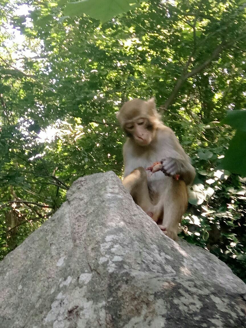 花果山当然猴子是必不可少的啦,喜欢猴子的朋友们可以去看看,特别猴子