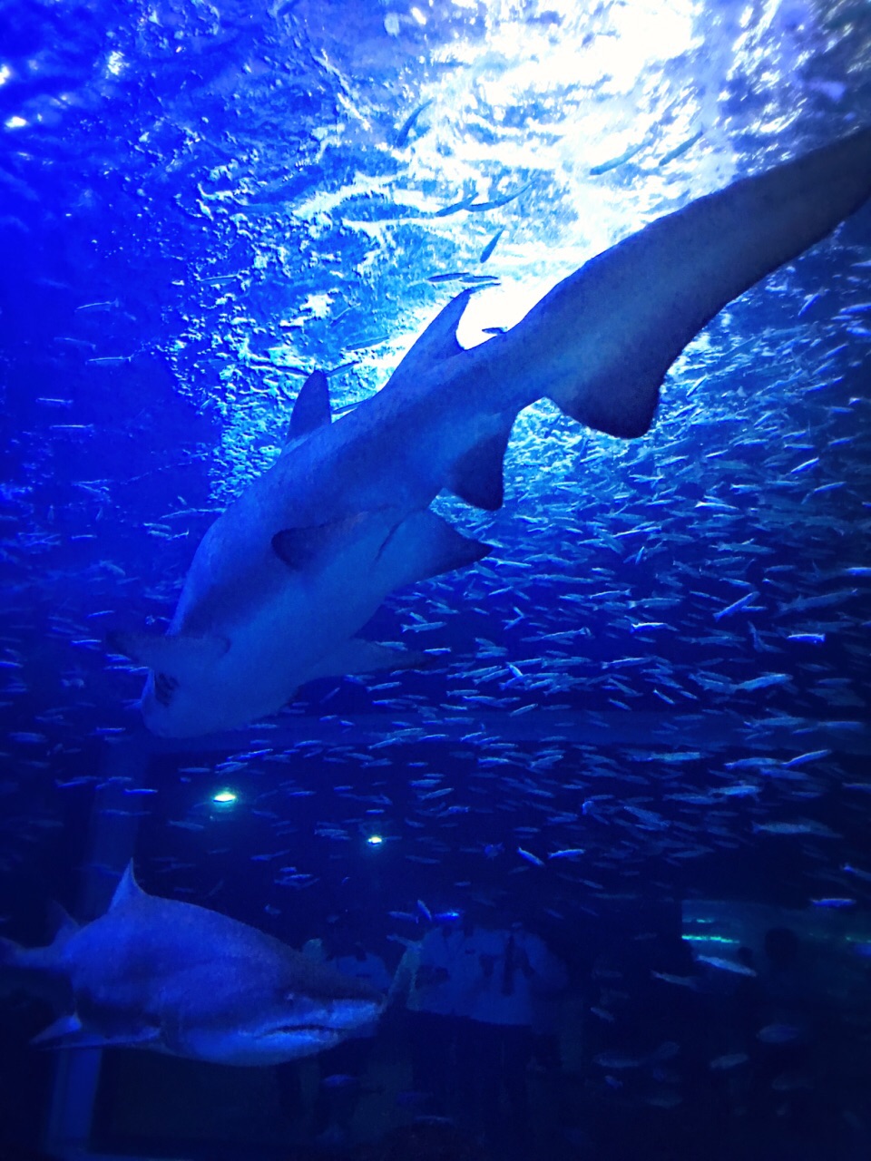 aqua planet水族馆