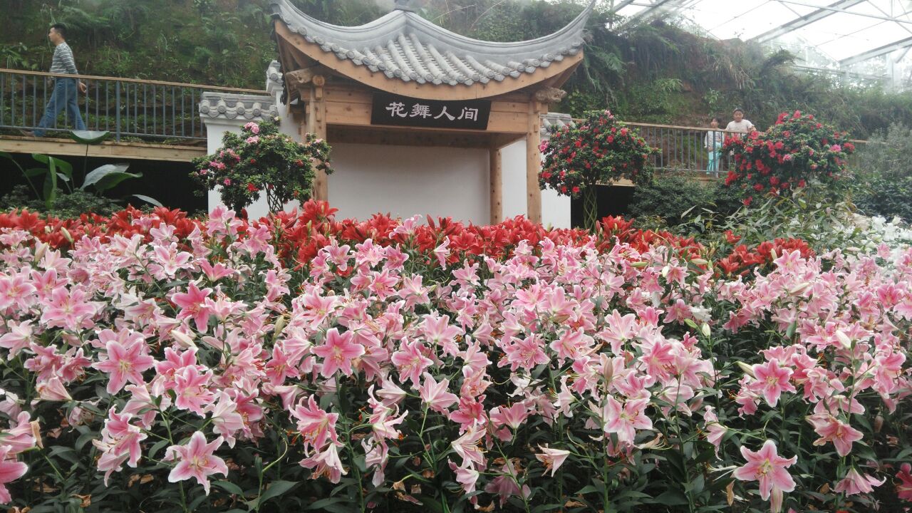 花舞人间