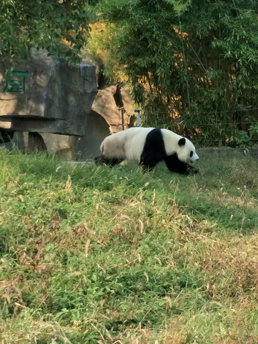 雅戈尔动物园