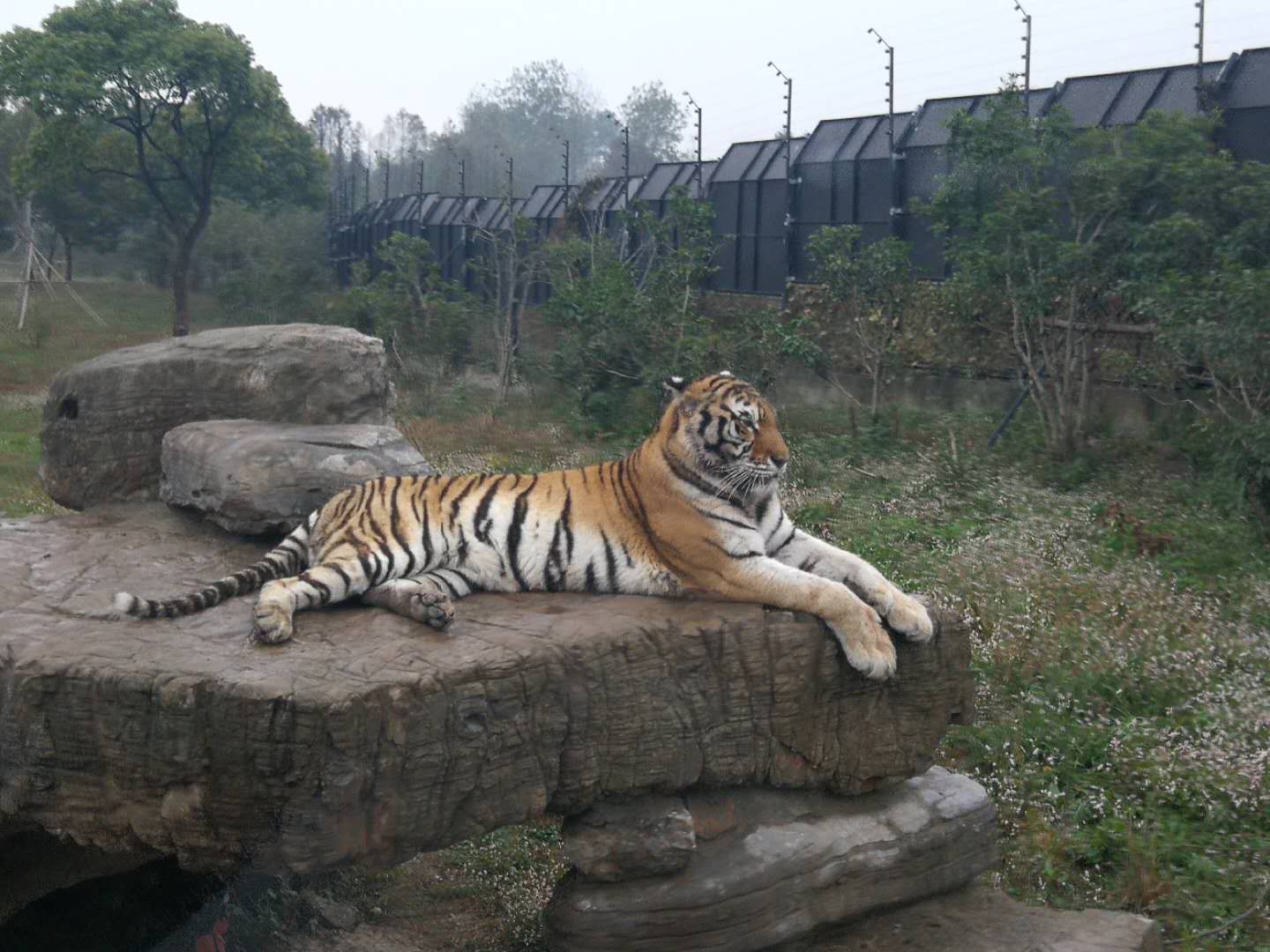 我们乘坐动物园里的小火车游览了猛兽区.