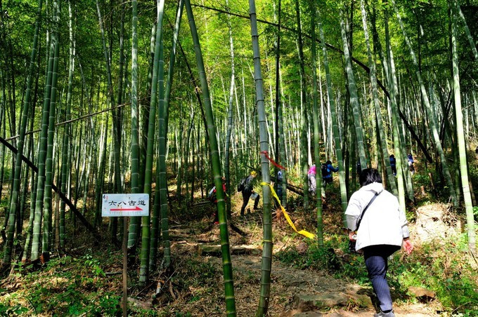 走六八古道,穿竹海登岩山,赏长兴十里银杏秋色