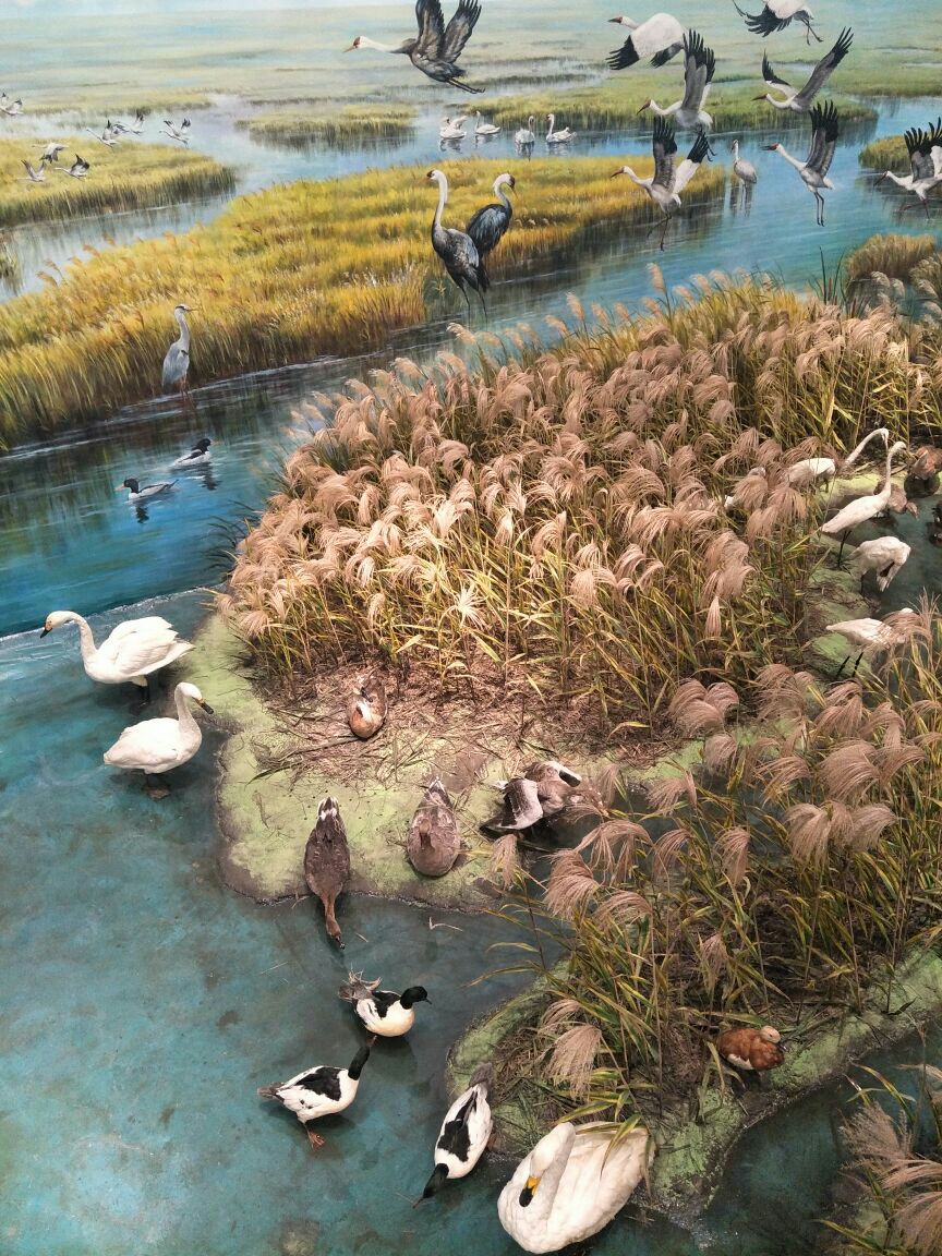 黄河口生态旅游区