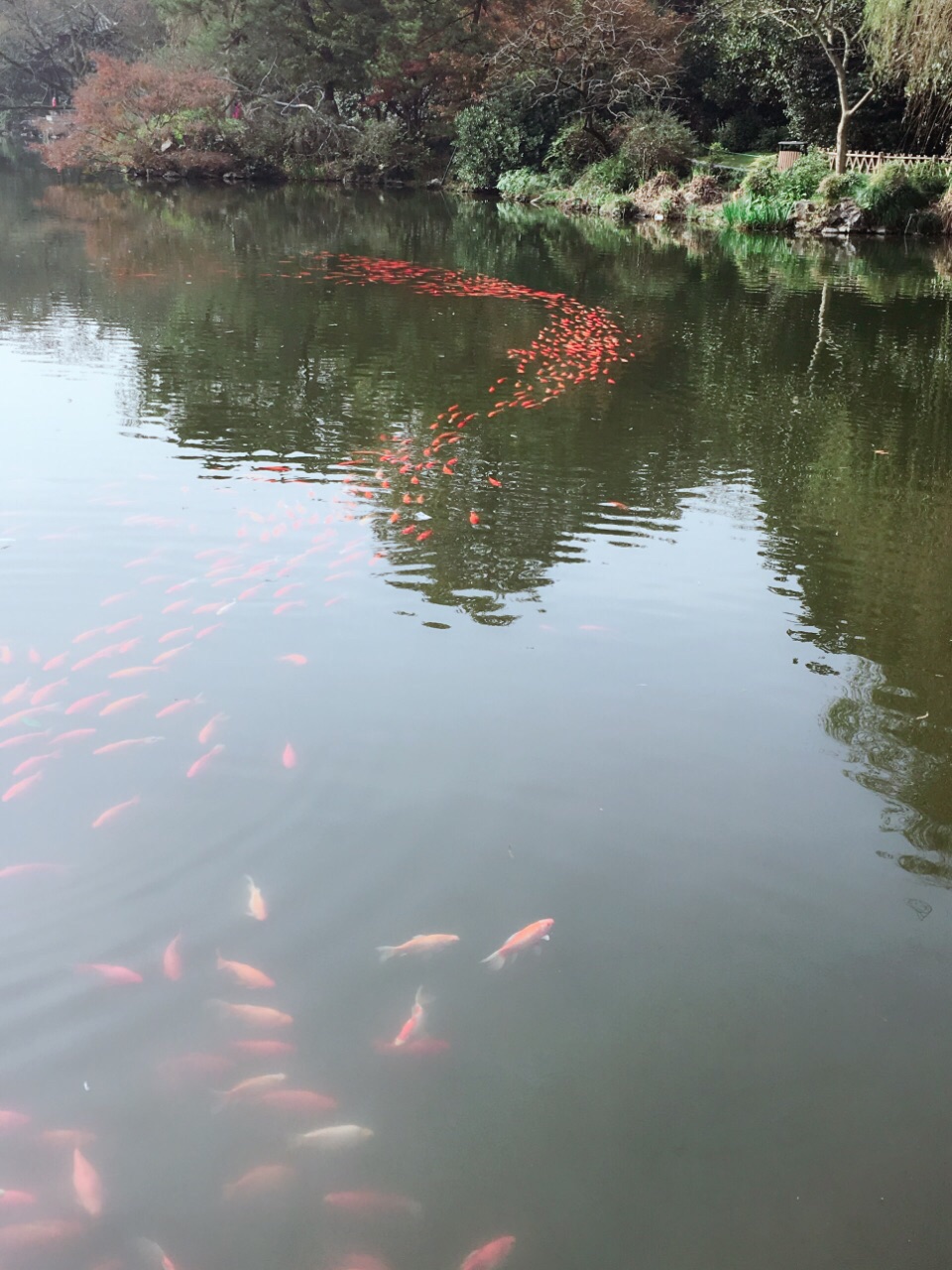 花港观鱼是西湖十景之一,有很多游客来赏鱼! 2018-02-14有用 ( 0)