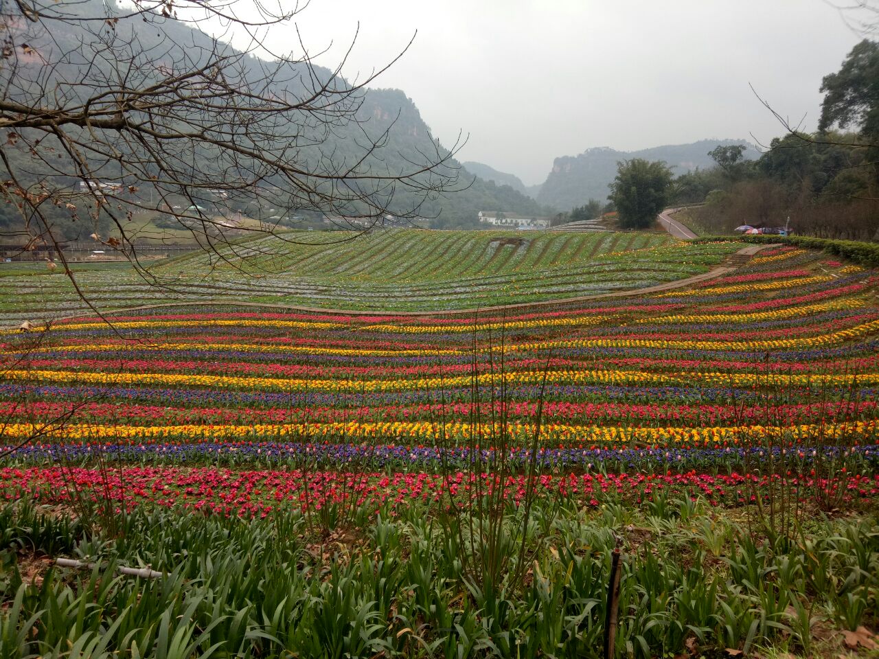 清溪谷旅游区花田酒地景区