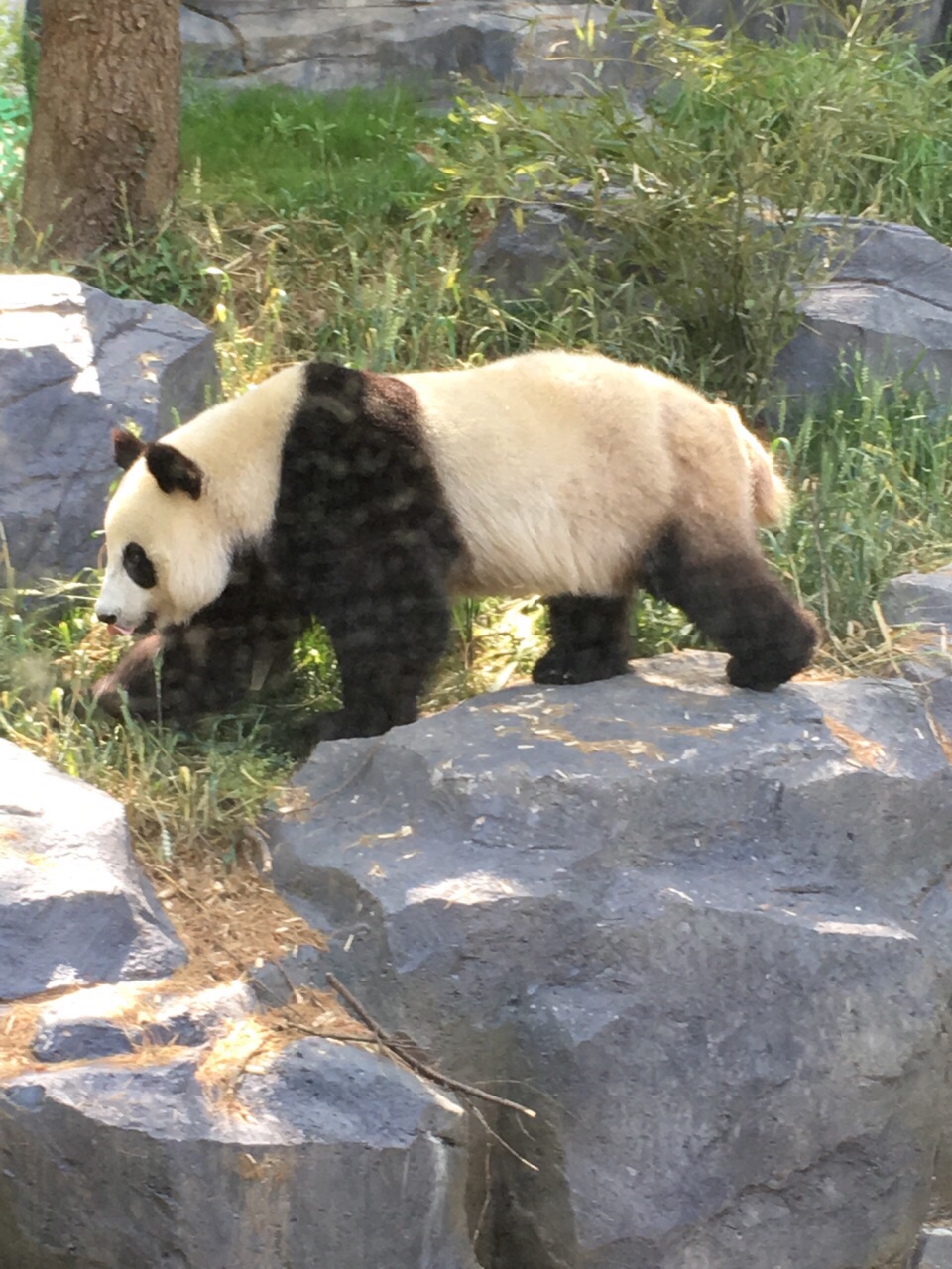 红山森林动物园