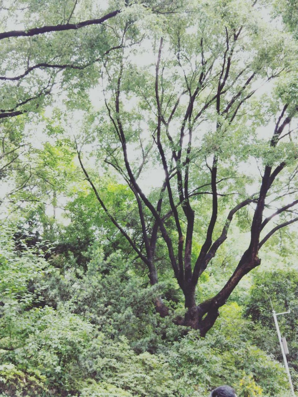 长藤鬼校