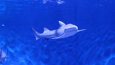 在广州,你见过凌晨3点的海洋世界吗?竟然是这样的.